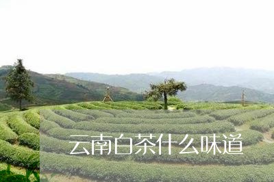 云南白茶什么味道/2023061496058