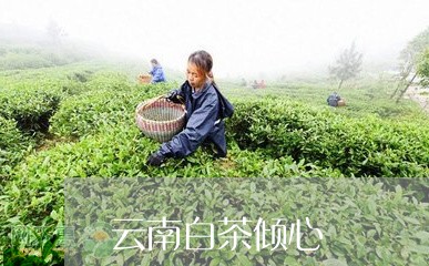 云南白茶倾心/2023051321715