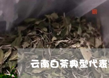 云南白茶典型代表是/2023071583814