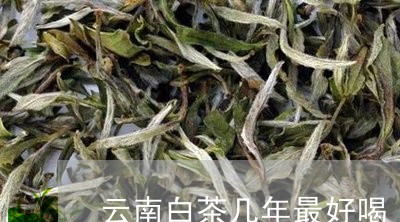 云南白茶几年最好喝/2023121756158