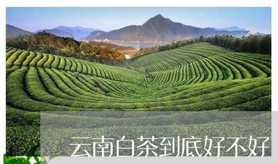 云南白茶到底好不好/2023081207370