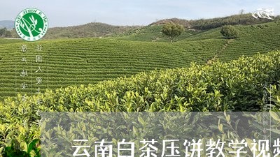 云南白茶压饼教学视频/2023092796383