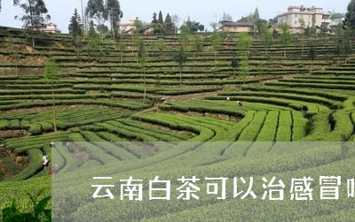 云南白茶可以治感冒吗/2023092703605