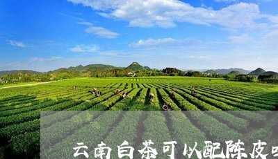 云南白茶可以配陈皮吗/2023092735472