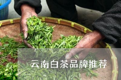 云南白茶品牌推荐/2023092753513