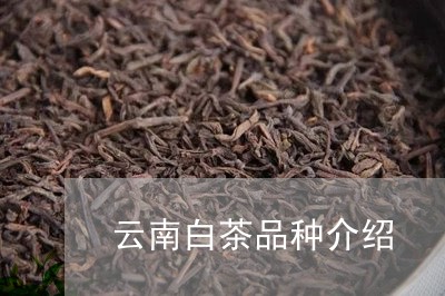 云南白茶品种介绍/2023061401804