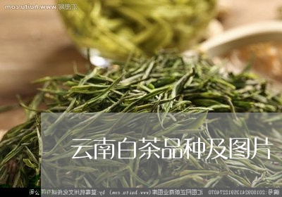 云南白茶品种及图片/2023071497140