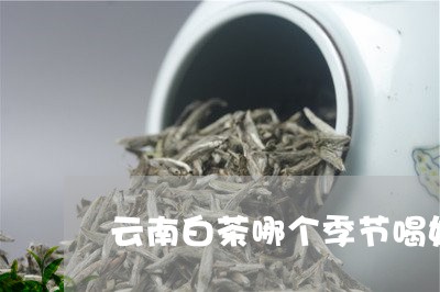 云南白茶哪个季节喝好/2023092720484