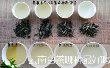 云南白茶哪种最好喝/2023071457370