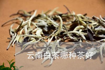 云南白茶哪种茶好/2023061478271