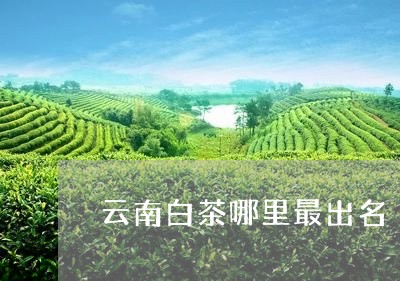 云南白茶哪里最出名/2023071483939