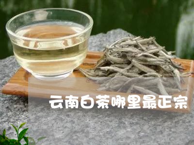 云南白茶哪里最正宗/2023071402937