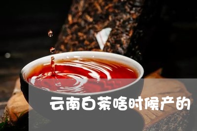 云南白茶啥时候产的/2023121615047