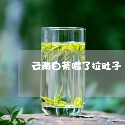 云南白茶喝了拉肚子/2023081255242