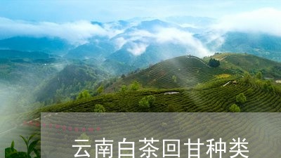 云南白茶回甘种类/2023061414038