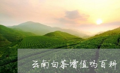 云南白茶增值吗百科/2023071438279