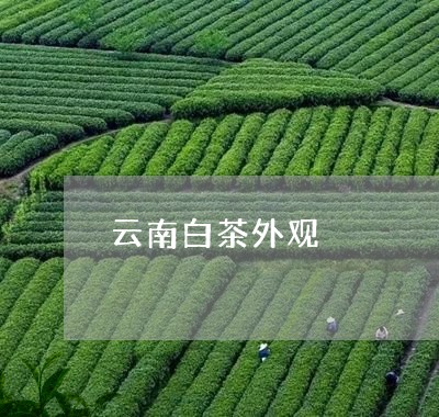 云南白茶外观/2023051337382