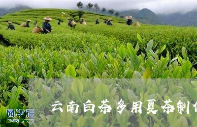 云南白茶多用夏茶制作/2023092789381