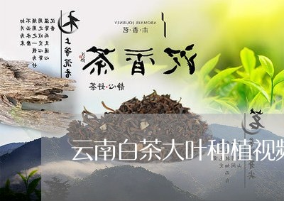 云南白茶大叶种植视频/2023092799584