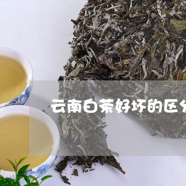 云南白茶好坏的区分/2023121661714