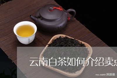 云南白茶如何介绍卖点/2023092712725