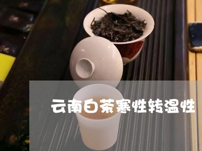 云南白茶寒性转温性/2023081206371