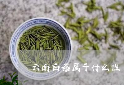 云南白茶属于什么性/2023121674746