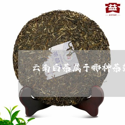 云南白茶属于哪种茶类/2023092784837