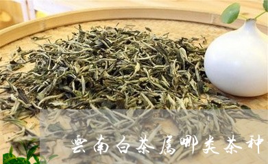 云南白茶属哪类茶种呢/2023111621595