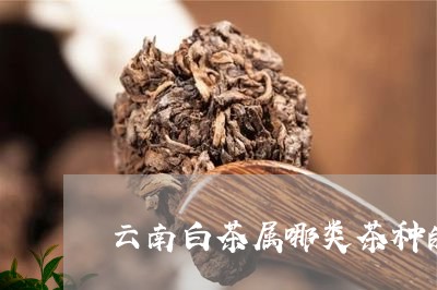 云南白茶属哪类茶种的/2023092741825