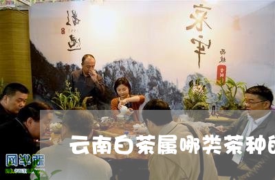 云南白茶属哪类茶种的种类/2023111630514