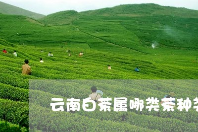 云南白茶属哪类茶种类/2023092791693