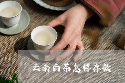 云南白茶怎样存放/2023061480514