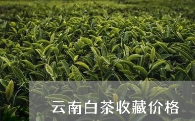 云南白茶收藏价格/2023061426947