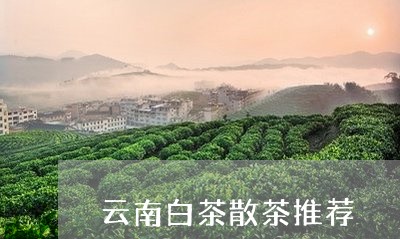 云南白茶散茶推荐/2023061492704