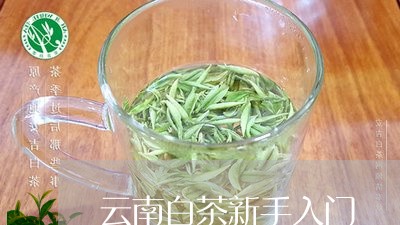 云南白茶新手入门/2023061470695