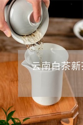 云南白茶新茶存放时间/2023092736040