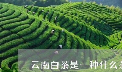 云南白茶是一种什么茶/2023092799460