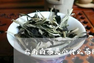 云南白茶是个什么茶树/2023092722835