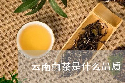 云南白茶是什么品质/2023121657159