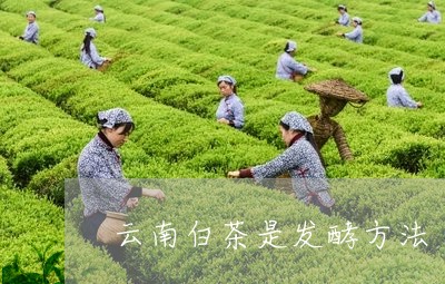 云南白茶是发酵方法/2023121672025