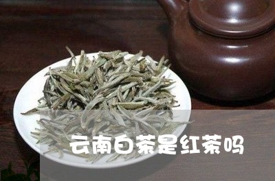 云南白茶是红茶吗/2023061427493