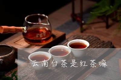 云南白茶是红茶嘛/2023061420391