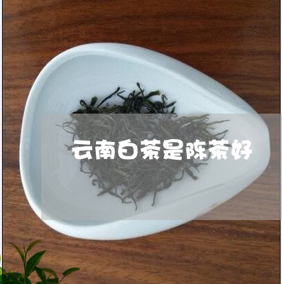 云南白茶是陈茶好/2023061491823