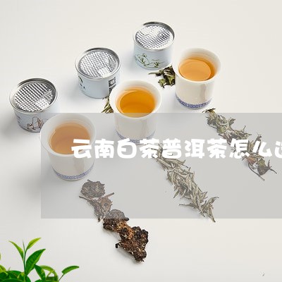 云南白茶普洱茶怎么选/2023112701716