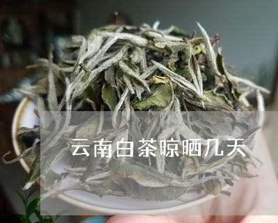 云南白茶晾晒几天/2023061450484