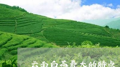 云南白茶最大的特点/2023081210604