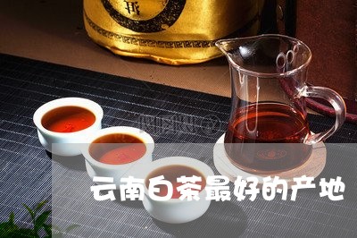 云南白茶最好的产地/2023121636493