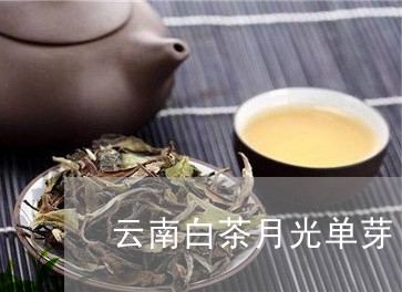 云南白茶月光单芽/2023061476150