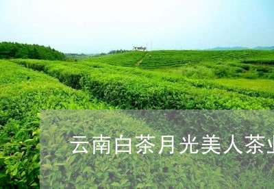 云南白茶月光美人茶业/2023092772623